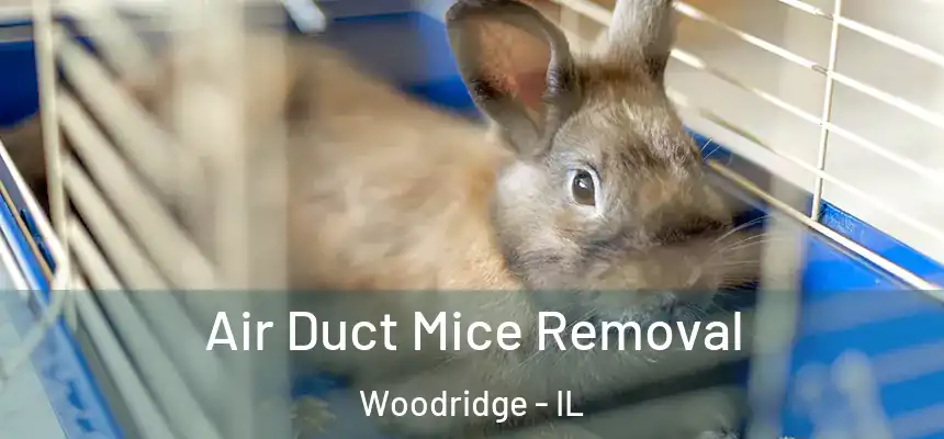 Air Duct Mice Removal Woodridge - IL