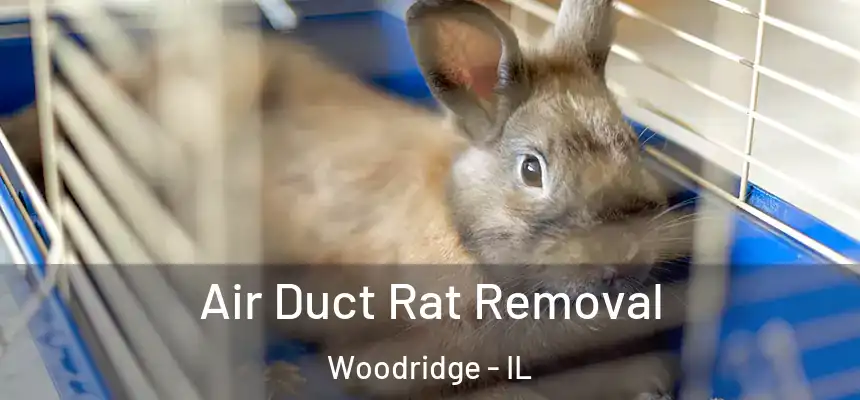 Air Duct Rat Removal Woodridge - IL