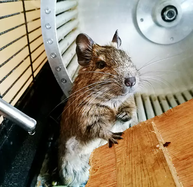 Why Homeowners & Businesses Trust Us Woodridge, IL?